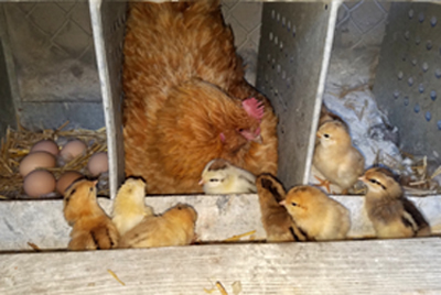 Our chickens are fed Thorvin Kelp daily. DE is kept in their nesting boxes to keep them, 
		 clean, dry and odor free