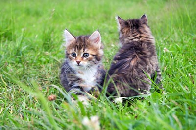 Naturally Healthy Kittens